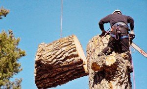 Tree Felling Service City Bowl