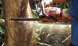 Tree Felling in Southern Suburbs