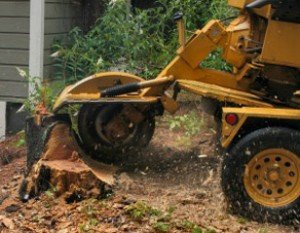 Stump Grinding Removal Cape Town