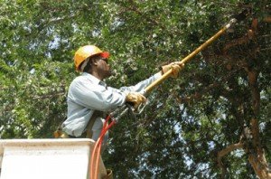 tree trimming pruning cape town