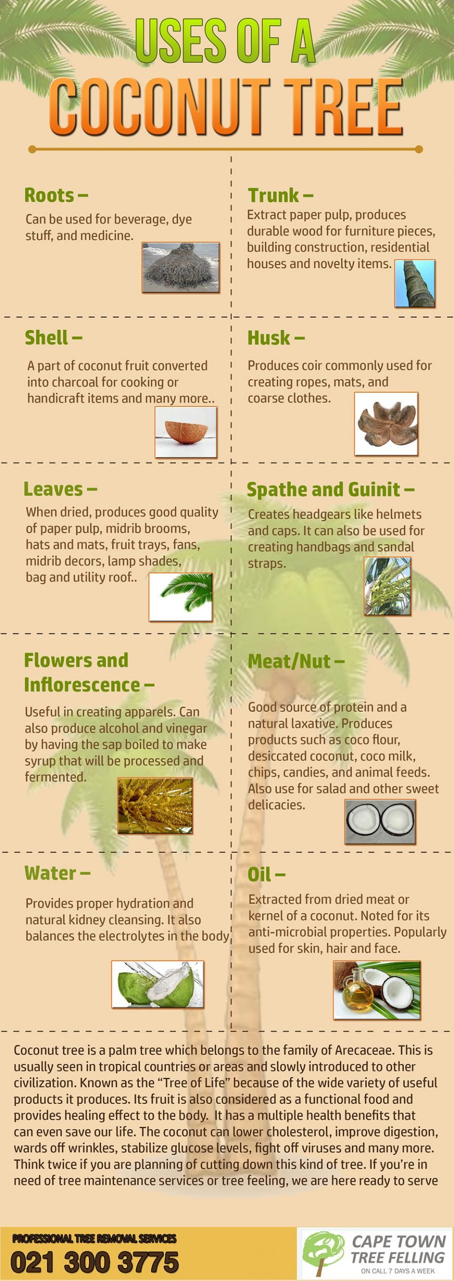 coconuts infographic