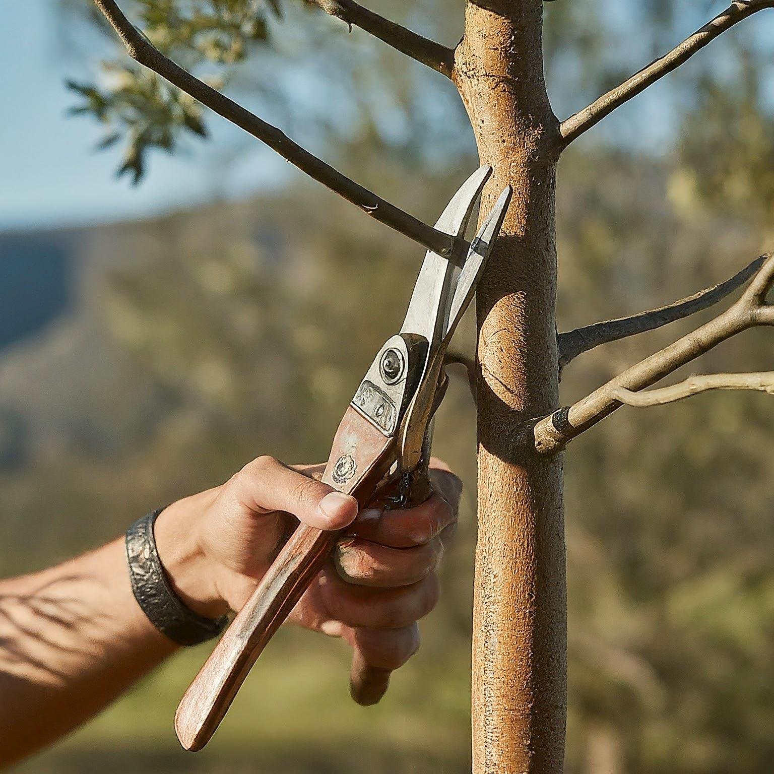 tree pruning and trimming Cape Town