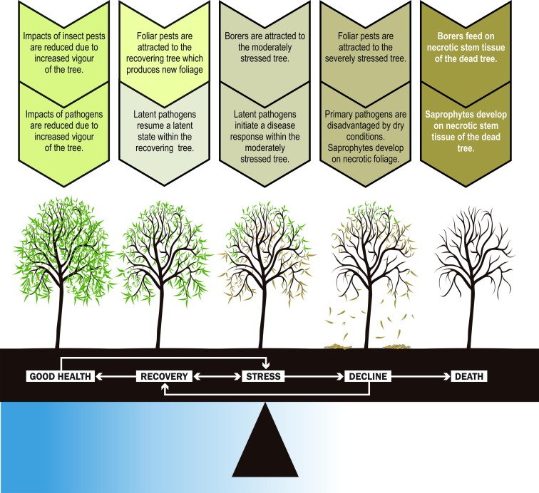 about dying trees