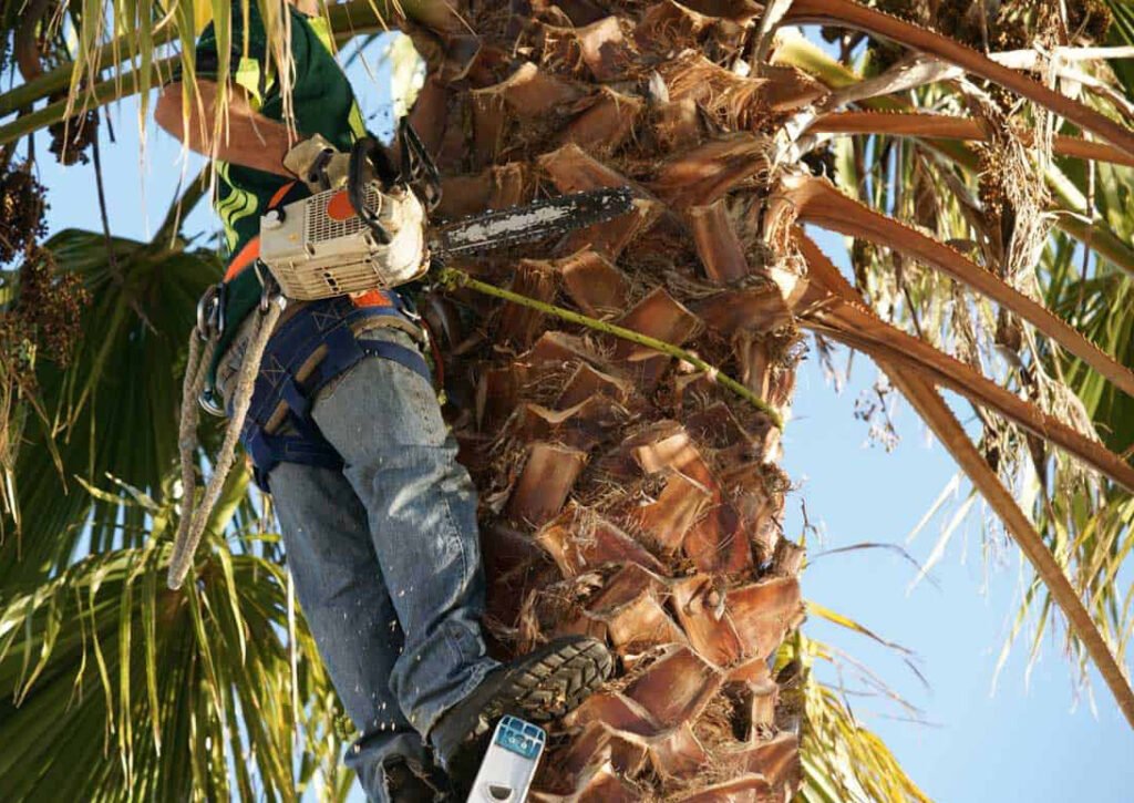 Palm tree trimming South Africa