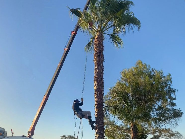 palm tree removal South Africa