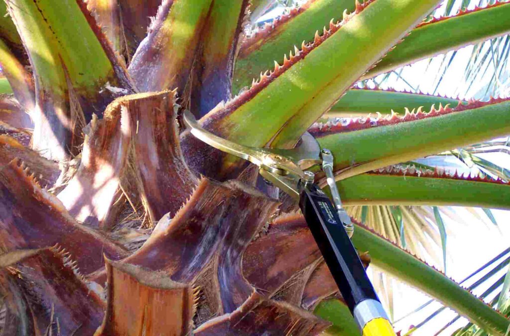 Importance of palm tree trimming